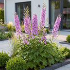 Green boutiQ - Plante vivace - Delphinium (P) Astolat - Pied-d'alouette - Attire les abeilles et les papillons - Rose - 3 Plantes - Pot 11cm - Hauteur 15-25cm