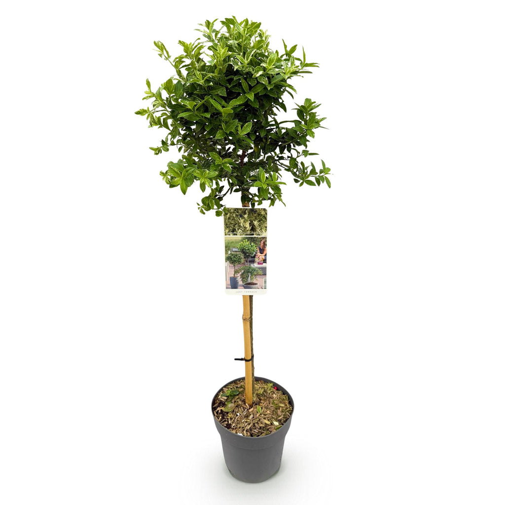 Green boutiQ - Plante sur tige - Euonymus fortunei Harlequin - Plante de terrasse - Persistant - Rustique - Feuillage vert et blanc - Pot 19cm Hauteur 90cm