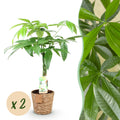 Green BoutiQ - Green is... Plantes d'intérieur - Pachira Aquatica tronc tressé - Arbre à argent - Entretien facile - avec panier - Vert - 2 Plantes - Pot 17cm - Hauteur 60-70cm