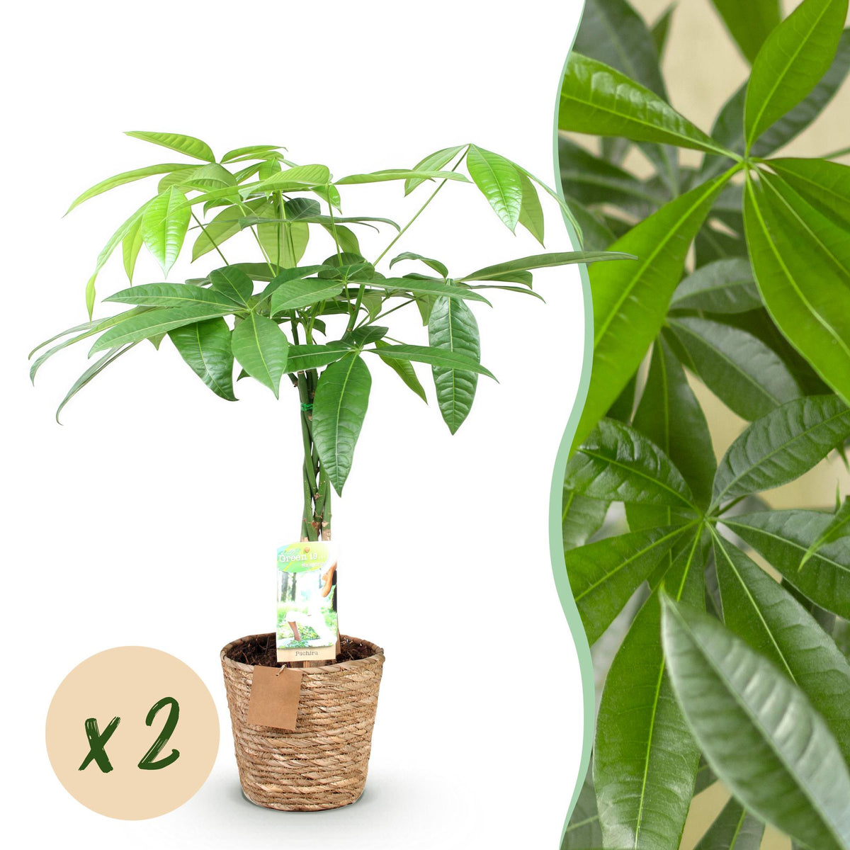 Green BoutiQ - Green is... Plantes d'intérieur - Pachira Aquatica tronc tressé - Arbre à argent - Entretien facile - avec panier - Vert - 2 Plantes - Pot 17cm - Hauteur 60-70cm