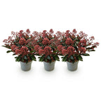 Green boutiQ - Plante de terrasse - Skimmia japonica Rubella - Rouge flamboyant - 15+ Fleurs - 3 Plantes - Résistant à l'hiver - Pot de 15cm Hauteur 30cm