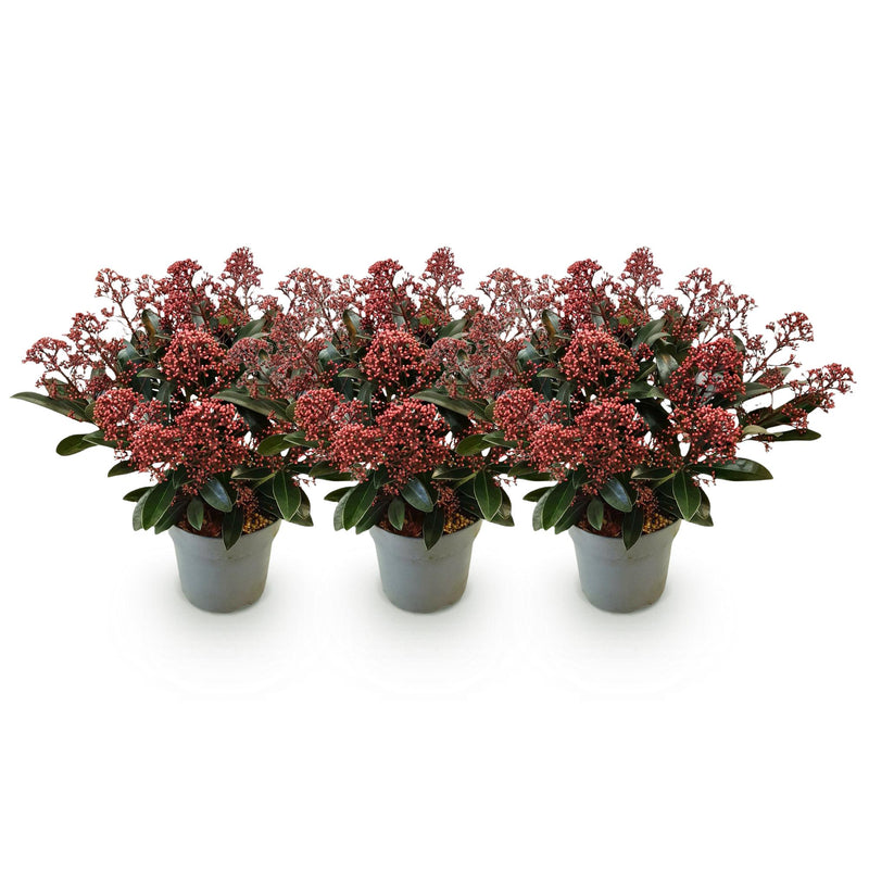 Green boutiQ - Terrasplant - Skimmia japonica Rubella - Boem Rood - 15+ Bloemen - 3 Planten - Winterhard - Pot 15cm Hoogte 30cm