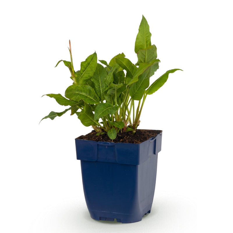 Green boutiQ - Vasteplant - Persicaria ampl. Rosea - Duizendknoop - Schaduw - Roze - 1 Plant - Pot 11cm - Hoogte 15-25cm