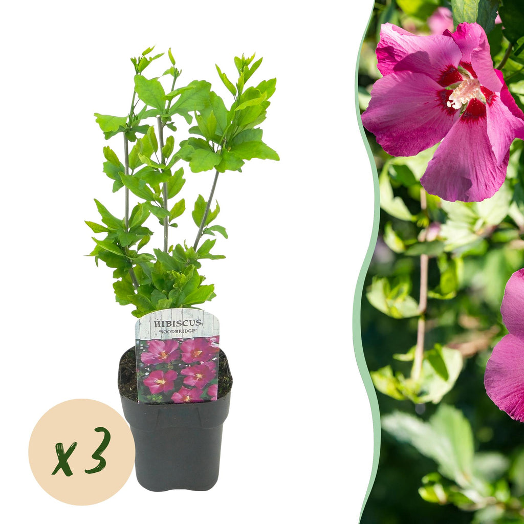 Green boutiQ - Tuinplant - Hibiscus syriacus Woodbridge - Tuin Hibiscus - Winterhard - Roze - 3 Planten - Pot 17cm - Hoogte 45cm