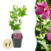 Green boutiQ - Tuinplant - Hibiscus syriacus Woodbridge - Tuin Hibiscus - Winterhard - Roze - 3 Planten - Pot 17cm - Hoogte 45cm