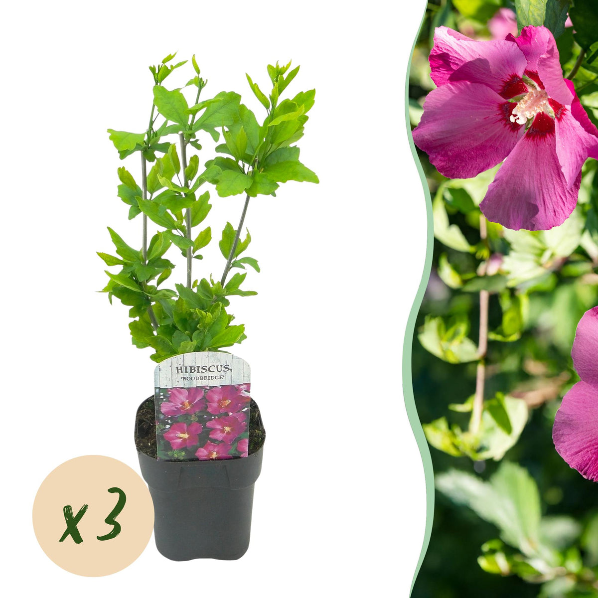Green boutiQ - Plante de jardin - Hibiscus syriacus Woodbridge - Hibiscus de jardin - Rustique - Rose - 3 plantes - Pot 17cm - Hauteur 45cm
