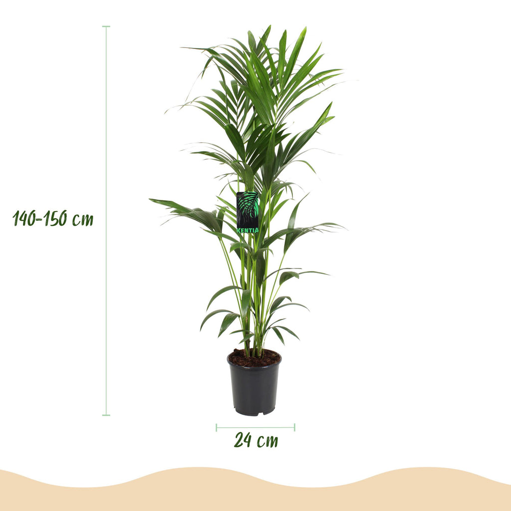 Green boutiQ - Plante d'intérieur - Howea Forsteriana - Palmier Kentia - Entretien facile - Vert - 1 plante - Pot 24cm - Hauteur 140-150cm