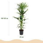 Green boutiQ - Plante d'intérieur - Howea Forsteriana - Palmier Kentia - Entretien facile - Vert - 1 plante - Pot 24cm - Hauteur 140-150cm