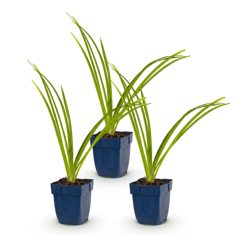Green boutiQ - Vasteplant - Hemerocallis Pink Damask - Daglelie - Bijen en Vlinderlokkers - Roze - 3 Planten - Pot 11cm - Hoogte 15-25cm