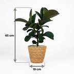 Green boutiQ - Plante d'intérieur - Plante en caoutchouc - Ficus Elastica Cloe - Vert - Entretien facile - 1 plante - avec panier - Pot 19cm - Hauteur 65cm