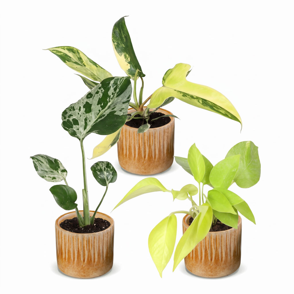 3x Baby Tropical Mix - Various colours - Tropical - incl. Linnea Honey - Ø6cm - ↕10-15cm