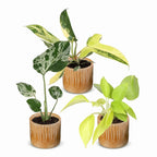 3x Baby Tropical Mix - Various colours - Tropical - incl. Linnea Honey - Ø6cm - ↕10-15cm