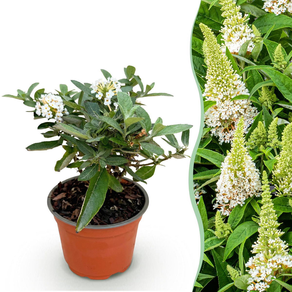 Green boutiQ - Tuinplant - Buddleja davidii Butterfly Candy Little White - Vlinderstruik - Compact - Wit - 1 Plant - Pot 12cm - Hoogte 20-25cm