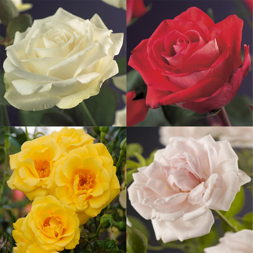 Green boutiQ - Rosier grimpant - Rosa Rainbow - Fleurs roses blanches jaunes rouges - Peu d'entretien - 4 plantes - Pot 11cm Hauteur 40cm