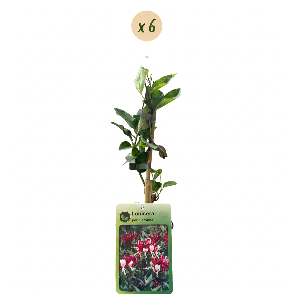 6x Lonicera per. 'Serotina' - Late Dutch honeysuckle - Purple - Yellow - Climber - Ø9cm - ↕35cm
