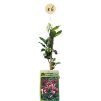 6x Lonicera per. 'Serotina' - Late Dutch honeysuckle - Purple - Yellow - Climber - Ø9cm - ↕35cm