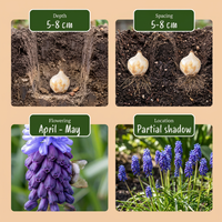 400x Muscari Latifolium - Breedbladig blauw druifje - Blauw - Verwilderingsbol - Bolmaat 5/6