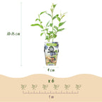 Green boutiQ - Plants fruitiers - Myrtille - Vaccinium corymbosum Goldtraube - Rustique - 3 plantes - Pot 9 cm - Myrtille