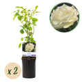 Green boutiQ - Rosier grimpant - Rosa White Climber - Fleur blanche - Peu d'entretien - 2 plantes - Pot 11cm Hauteur 40cm