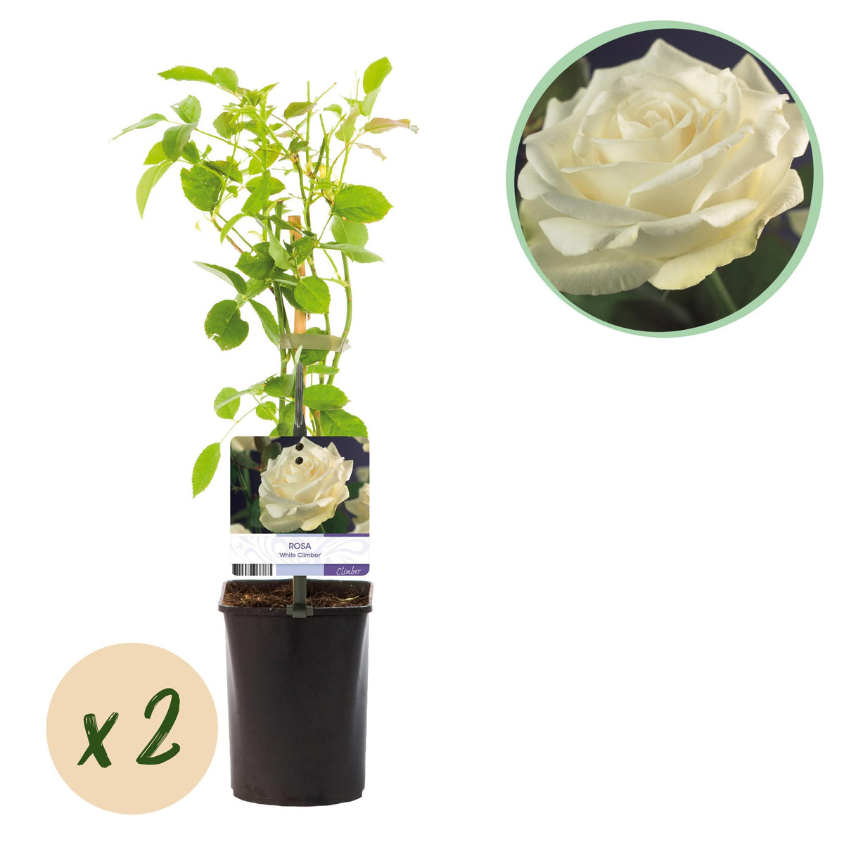 Green boutiQ - Rosier grimpant - Rosa White Climber - Fleur blanche - Peu d'entretien - 2 plantes - Pot 11cm Hauteur 40cm