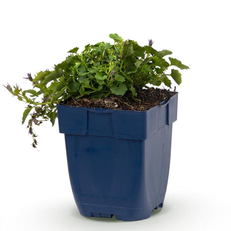 Green boutiQ - Vasteplant - Campanula posch. Stella - Perzikbladklokje - Bodembedekkend - Paars - 1 Plant - Pot 11cm - Hoogte 15-25cm
