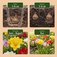 160x Freesia Double Mix - Dubbele fresia - Diversen - Snijbloem - Bolmaat 5/+