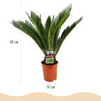 Green boutiQ - Plante d'intérieur - Cycas revoluta - Sagou du Japon - Peu d'entretien - Vert - 1 - Pot 17cm - Hauteur 55-65cm