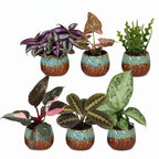 6x Baby Plants Surprise Box - Baby Plants Surprise Box - Various colours - Tropical - incl. Copper Reef - Ø6cm - ↕5-15cm