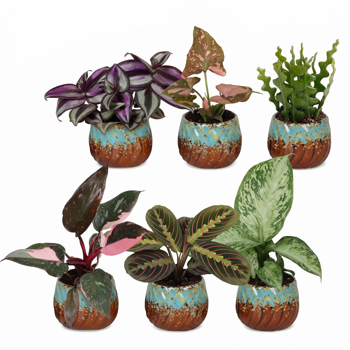 6x Baby Plants Surprise Box - Baby Plants Surprise Box - Various colours - Tropical - incl. Copper Reef - Ø6cm - ↕5-15cm