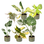 6x Baby Tropical Mix - Various colours - Tropical - incl. Linnea Olive - Ø6cm - ↕10-15cm