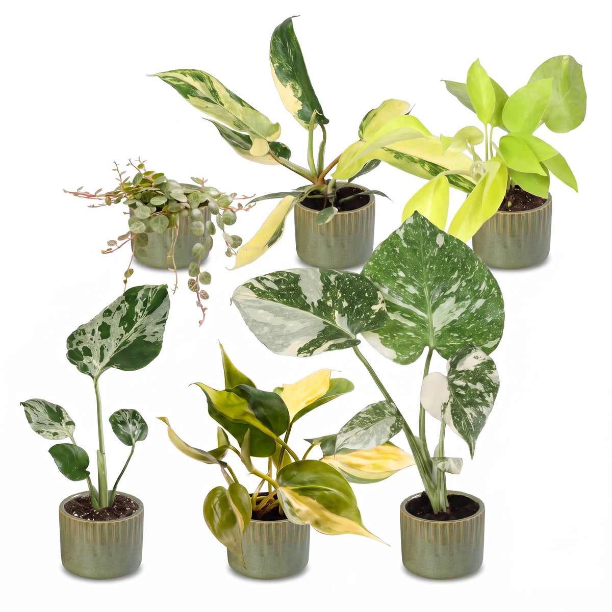 6x Baby Tropical Mix - Various colours - Tropical - incl. Linnea Olive - Ø6cm - ↕10-15cm