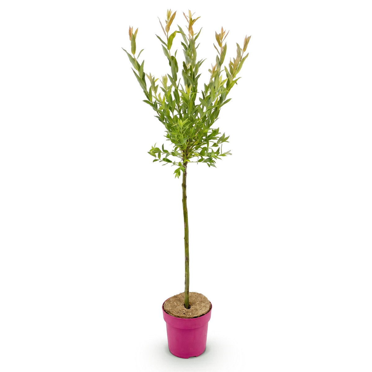 Salix Flamingo - Ø19cm - ↕90-100cm