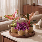 3x Baby Paradise Mix - Various colours - Tropical - incl. Linnea Honey - Ø6cm - ↕10-15cm