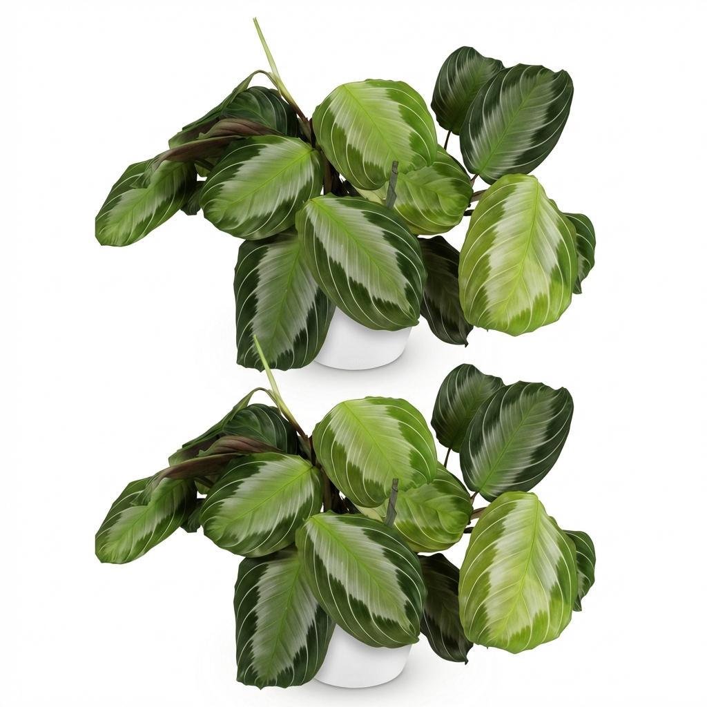 Green boutiQ - Zimmerpflanze - Maranta Fascinator Silverband - Gebetspflanze - Haustierfreundliche Pflanze - Grün - 2 Pflanzen - mit Übertopf Weiß - Topf 12cm - Höhe 25cm