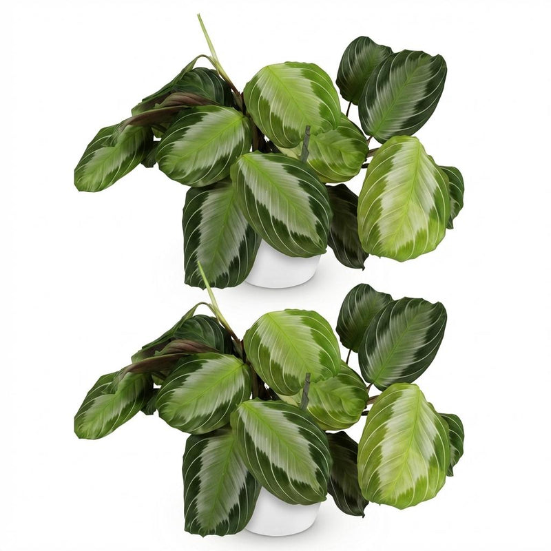 Green boutiQ - Kamerplant - Maranta Fascinator Silverband - Gebedsplant - Huisdiervriendelijke Plant - Groen - 2 Planten - met Potter Wit - Pot 12cm - Hoogte 25cm