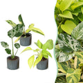 3x Baby Tropical Mix - Various colours - Tropical - incl. Linnea Misty Blue - Ø6cm - ↕10-15cm