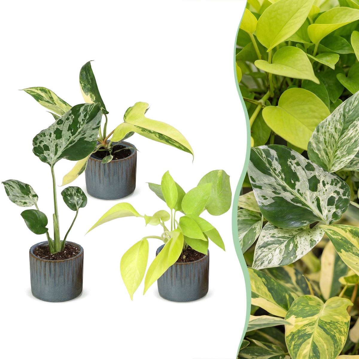 3x Baby Tropical Mix - Various colours - Tropical - incl. Linnea Misty Blue - Ø6cm - ↕10-15cm