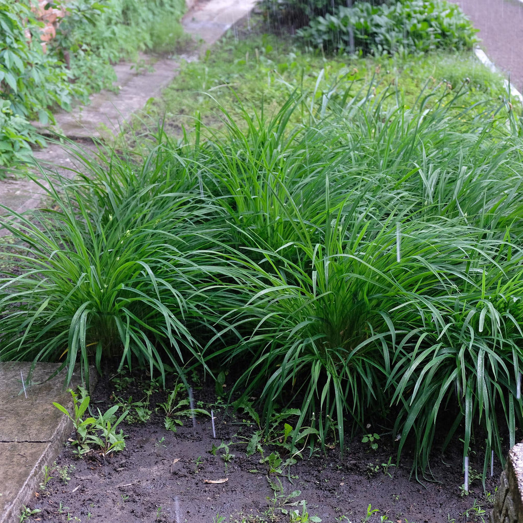 Green boutiQ - Graminées ornementales - Carex morrowii Irish Green - Vert & Jaune - 1 Plante - Persistant - Rustique - Pot 17cm Hauteur 50cm