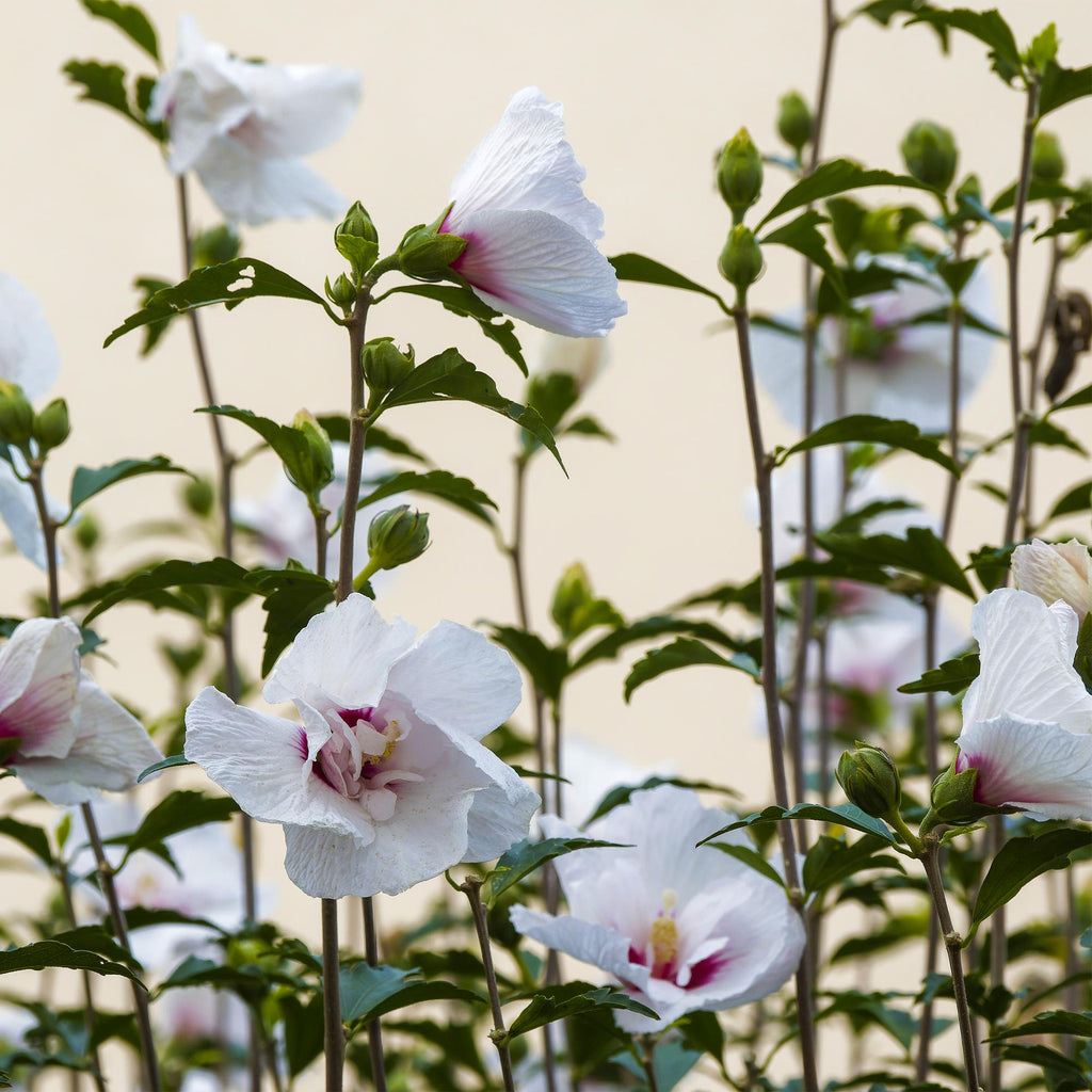 GreenboutiQ - Plante sur tige - Hibiscus syriacus Starburst Chiffon® - Plante de terrasse - Feuilles caduques - Rustique - Fleurs blanc-rose - Pot 19 cm, hauteur 90 cm