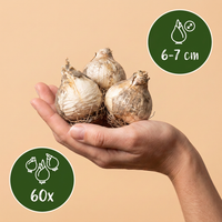 60x Allium Buzzing Beauties - Sierui Buzzing Beauties - Diversen - Zomerbloeier - Bolmaat 6/7