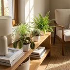 Green boutiQ - Zimmerpflanze - Grünlilie - Marante - Schönpolster - Schwertfarn - 4er-Set - Haustierfreundliche Pflanzen - Grün - 4 Pflanzen - mit weißem Übertopf - Topf 12cm - Höhe 25cm