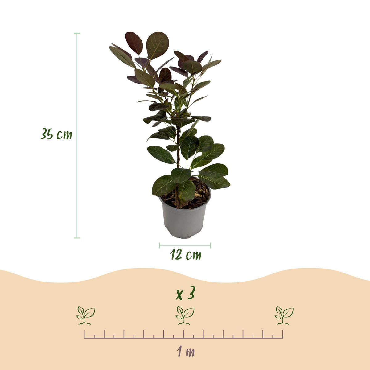 Green boutiQ - Plante de jardin - Cotinus coggygria Royal Purple - Pourpre - 1 Plante - Caduc - Peu d'entretien - Pot 12 cm Hauteur 35 cm