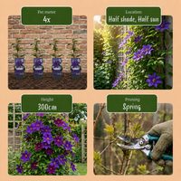 6x Clematis The President - Bosrank - Paars - Klimplant - Ø9cm - ↕35cm