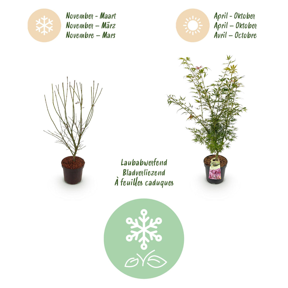 Green boutiQ - Plante de jardin - Acer palmatum Jerre Swarts - Érable du Japon - Caduc - Orange-Rouge - 1 - Pot 26cm - Hauteur 90cm