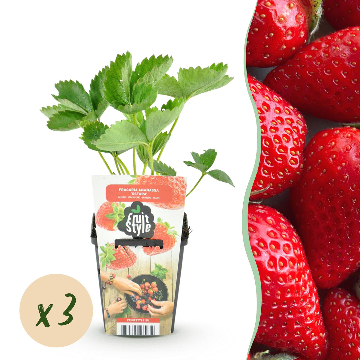 Green boutiQ - Plants fruitiers - Fraisier - Fragaria Elsanta - Rustique - 3 plantes - Pot 9 cm - Fraise rouge