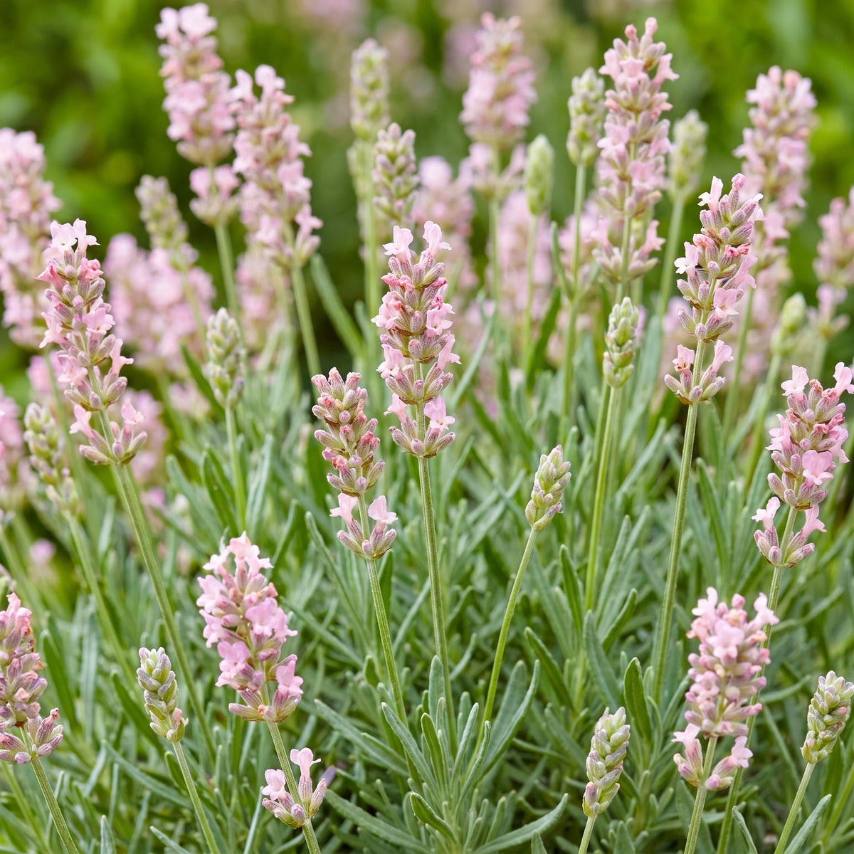 Green boutiQ - Plante vivace - Lavandula ang. Rosea - Lavande - Parfumée - Rose - 1 Plante - Pot 11cm - Hauteur 15-25cm