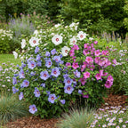 Green boutiQ - Arbustes - Hibiscus syriacus Tricolore - Fleurs rose, blanc et bleu - 3 Plantes - Caduc - Entretien facile - Pot 17cm Hauteur 45cm