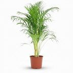 Green boutiQ - Plante d'intérieur - Palmier doré - Dypsis Lutescens Areca - Vert - Peu d'entretien - 1 Plante - Pot 21cm - Hauteur 90 - 100cm