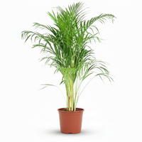 Green boutiQ - Kamerplant - Goudpalm - Dypsis Lutescens Areca - Groen - Weinig onderhoud - 1 Plant - Pot 21cm - Hoogte 90 - 100cm