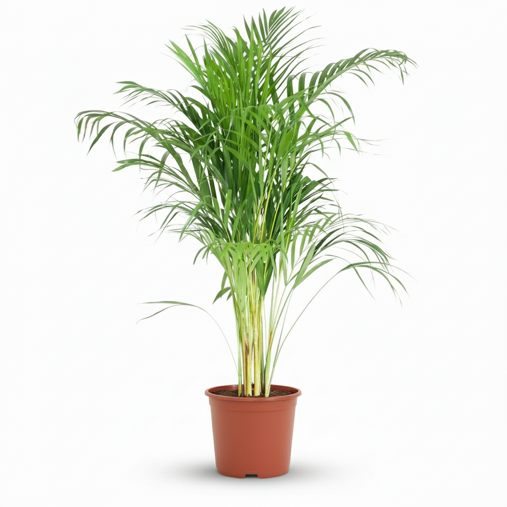 Green boutiQ - Plante d'intérieur - Palmier doré - Dypsis Lutescens Areca - Vert - Peu d'entretien - 1 Plante - Pot 21cm - Hauteur 90 - 100cm